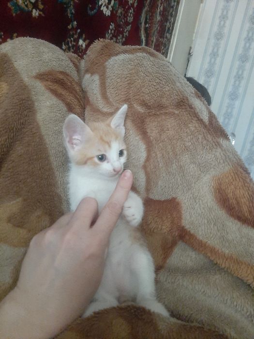 Котята в заботливые руки