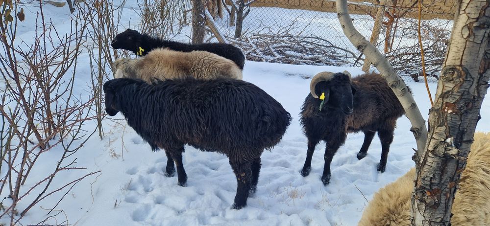 Тоқты қошқарлар сатылады