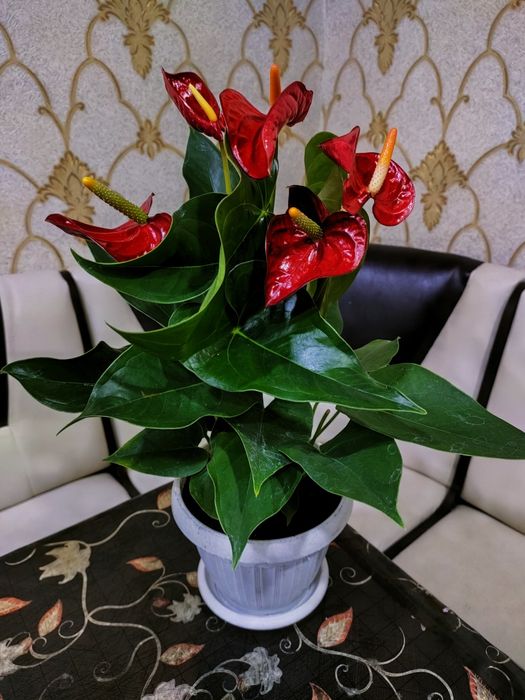 Комнатные цветы, доставка