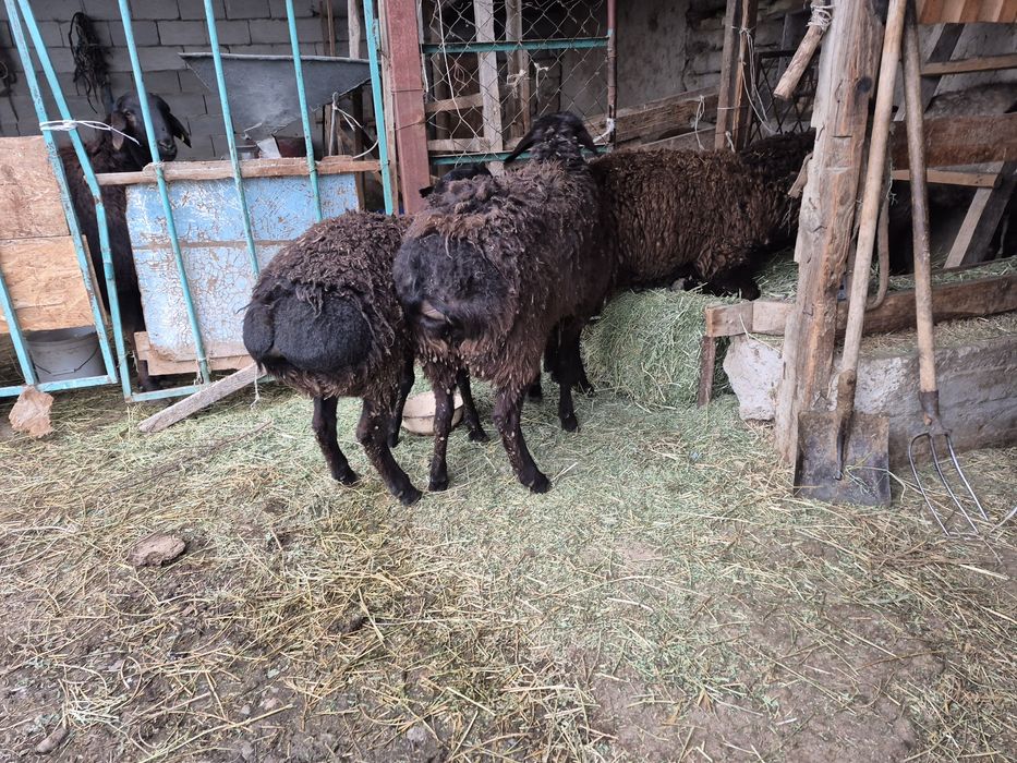 Кошкар кошкарлар кой қой қошқар