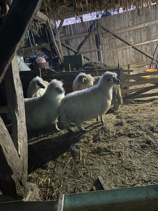 Se vand 3oi si 1 berbec