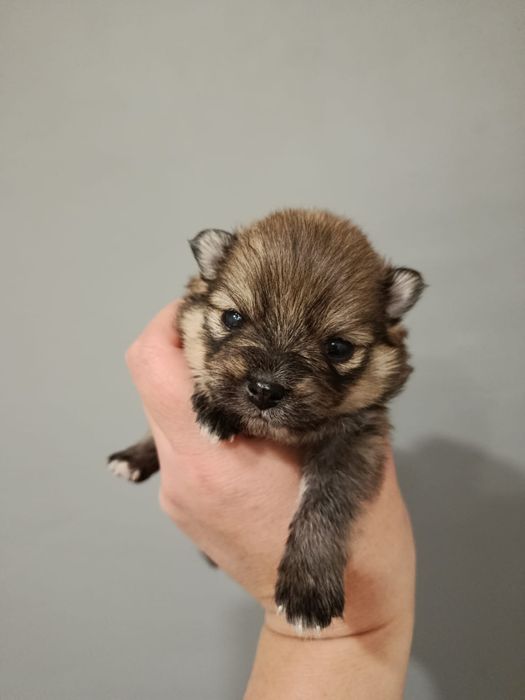 Щенки Породы Шпиц