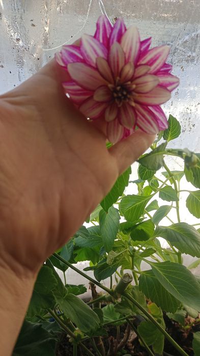 Цветы домашние и уличные