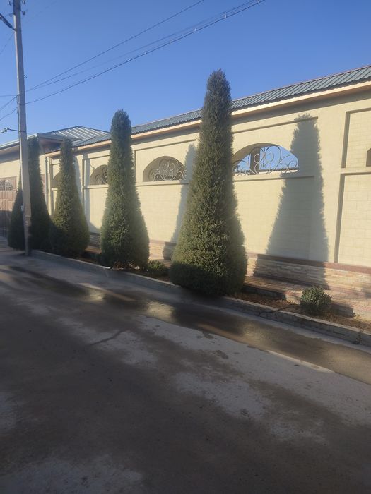 Archa mevali daraxt kesish