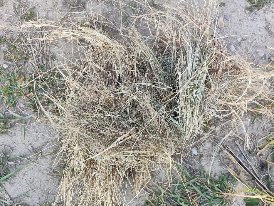 Baloți de vânzare de iarbă iarbă cu lucernă şi lucernă