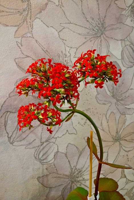 Каланхое декоративное