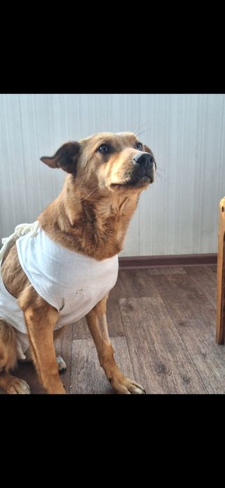 Бесплатно собачка!