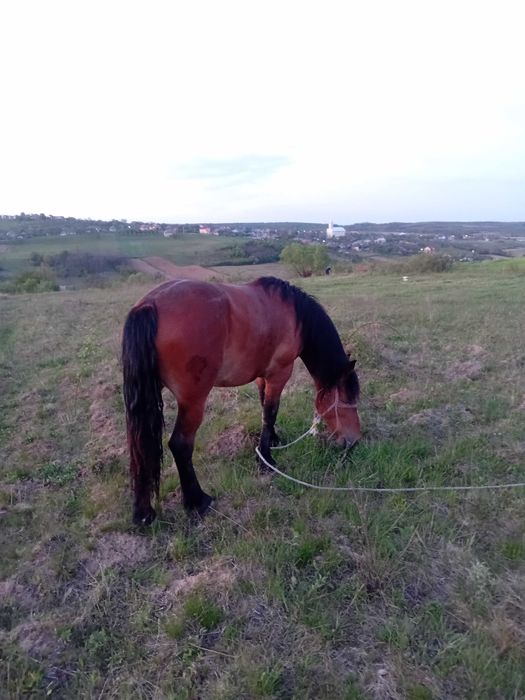 Vand mânză. Are un an si 8 luni