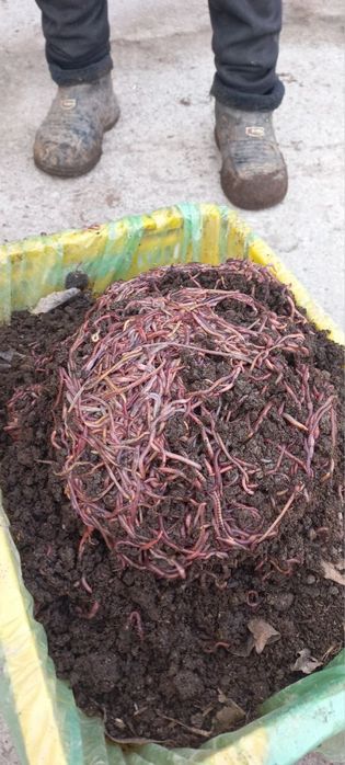 #биогумис #Biogumus #Kaliforniya Chivalchanglari