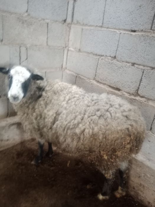 Саулык кои сатылады