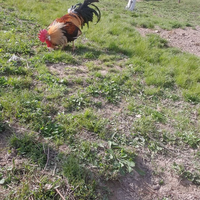 Cocoși de vânzare!