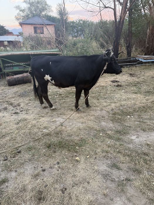Продам быка 2.5 год
