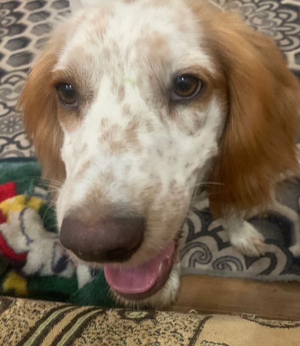 Щегочек русского охотничего спаниеля