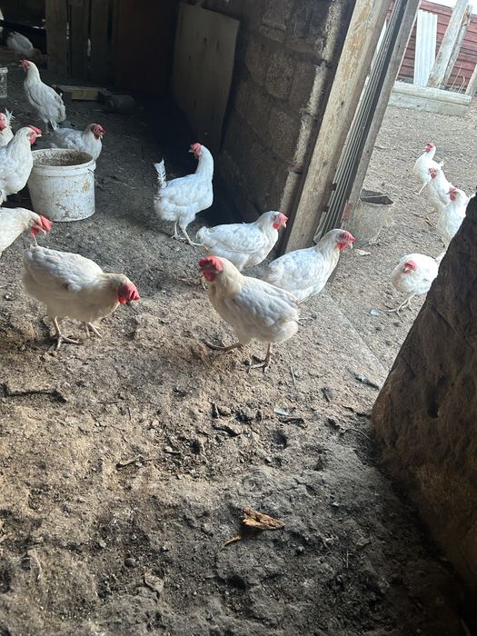 Продам кур несушек