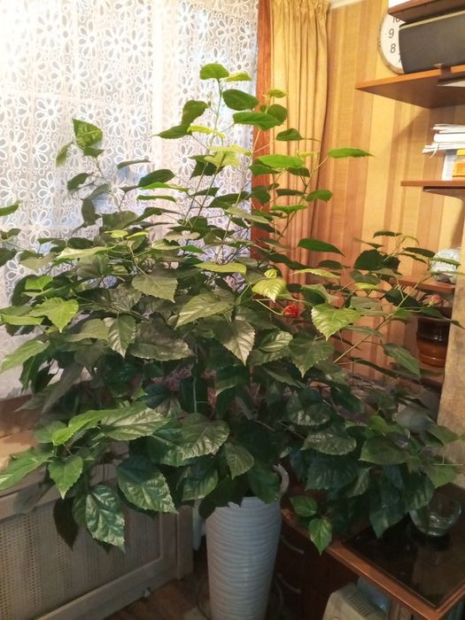 Продам Гибискус ( китайская роза )