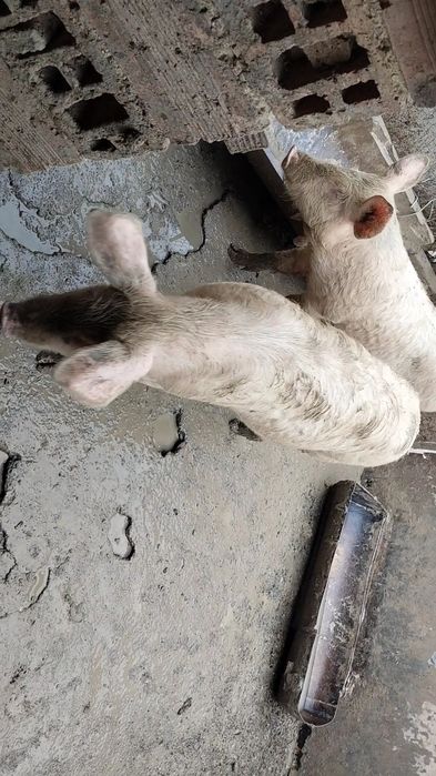 Продавам прасета ландра село трапоклово