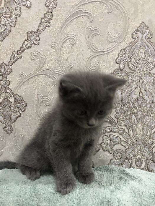 Oquseriysi heyland juda mexribon va shox scotish strayt juda aqqli