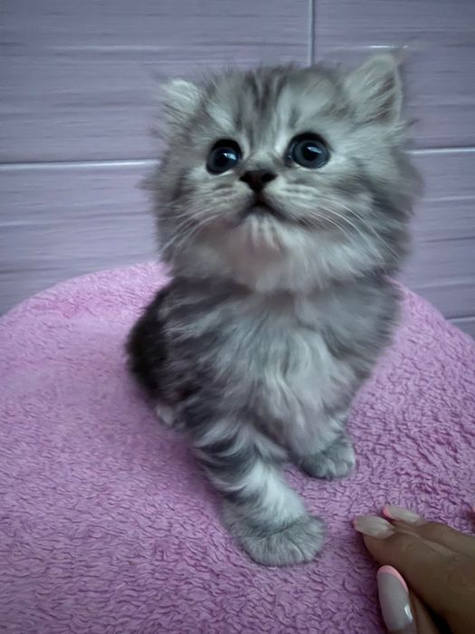 Котенца персийски чинчили
