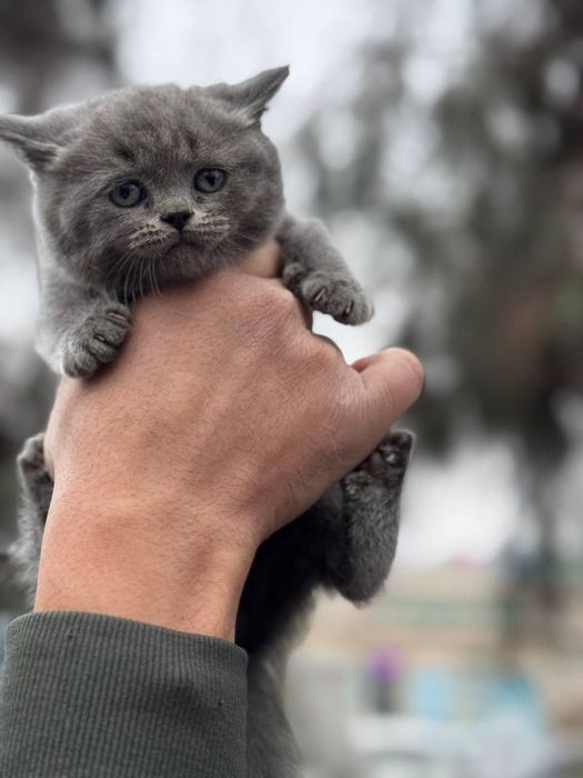 Мушукчаларимиз сотувда