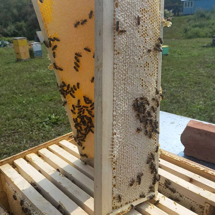 Мёд 2025 разнотравье