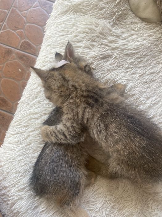 котята бесплатно