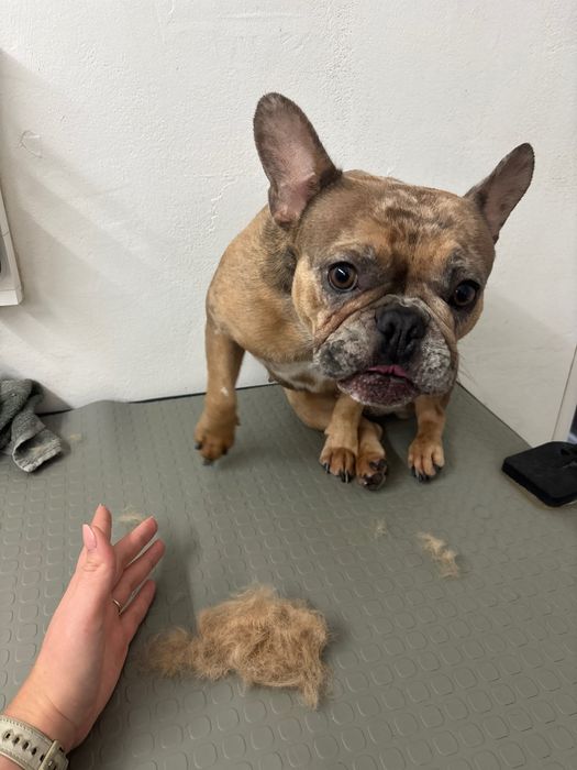 coafura canina Dog Barber