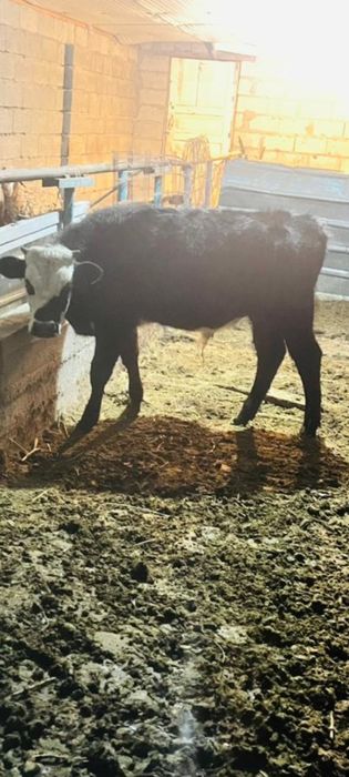 Еркек бұзаулар дендері сау