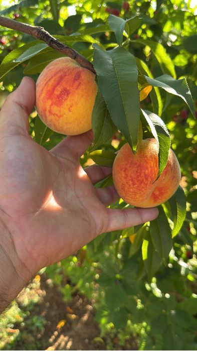 Pomi fructiferi la ghiveci