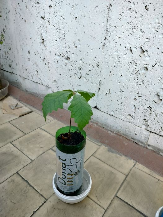 Саженцы, дуб крупноплодный