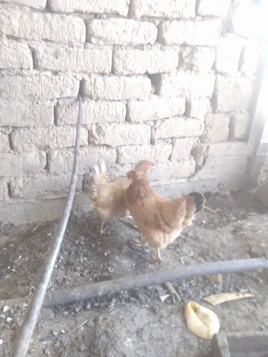 Тауыктар сатылады