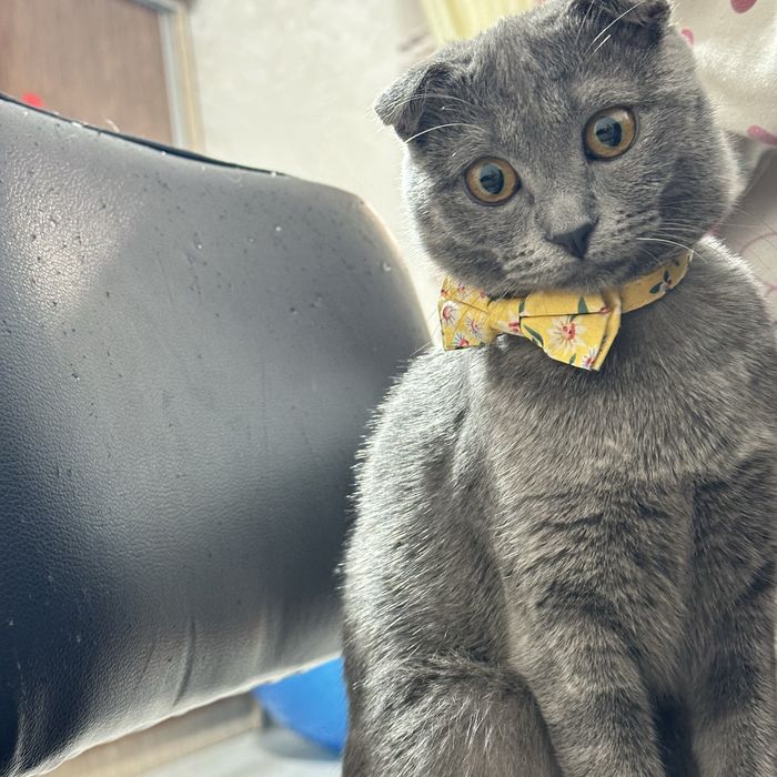 Тозза кровь ( Скотш Фолд)мушук