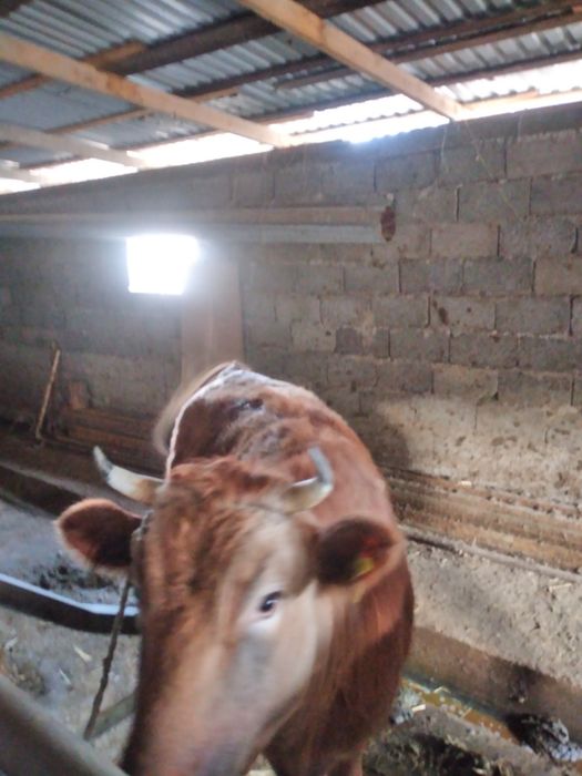 Балпык би мукыры