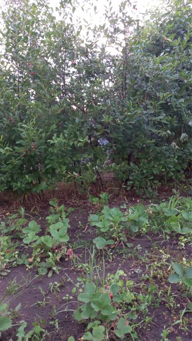 Продается ДАЧА!!!