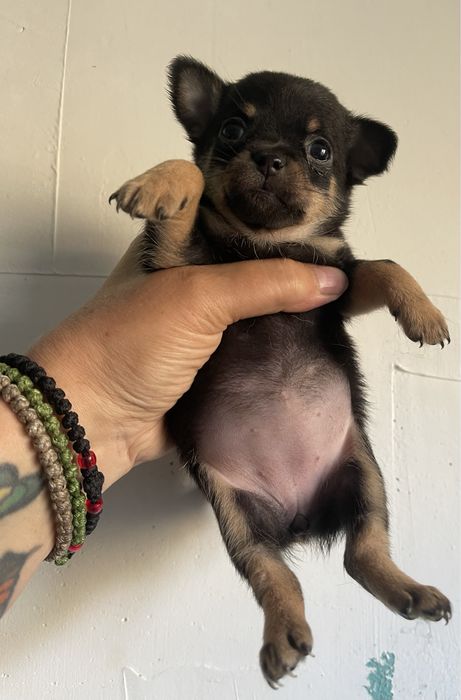 Мини  малышка чихуахуа!