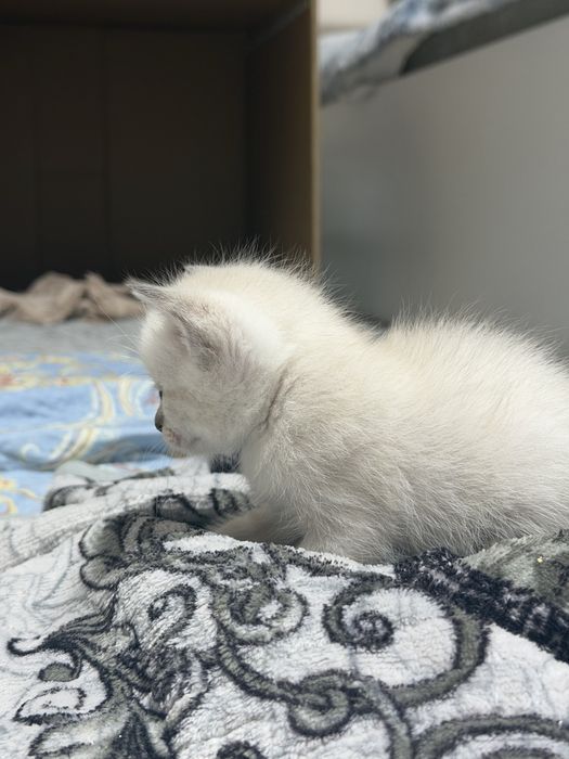 Кошки приученые