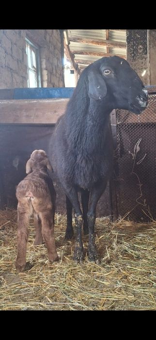 Қозылы қой сатылады.