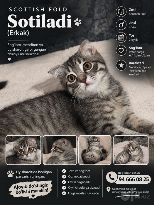 Scottish Fold mushukcha sotiladi