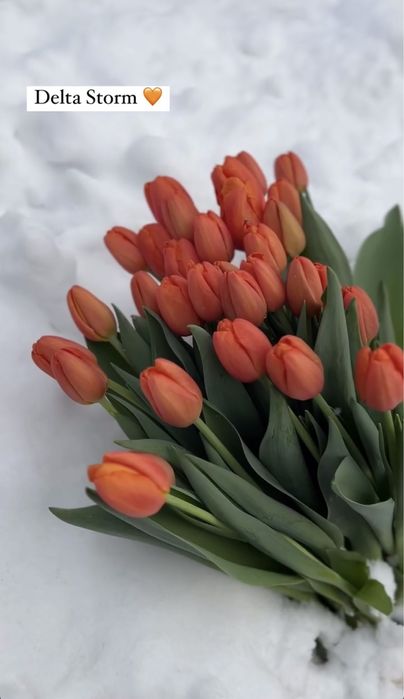 Тюльпаны оптом более 25 видов