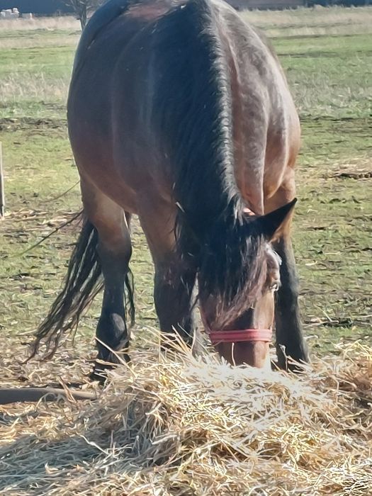 Vand iapa murga de 4 ani