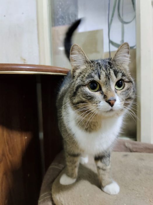 Отдам кошку в добрые руки