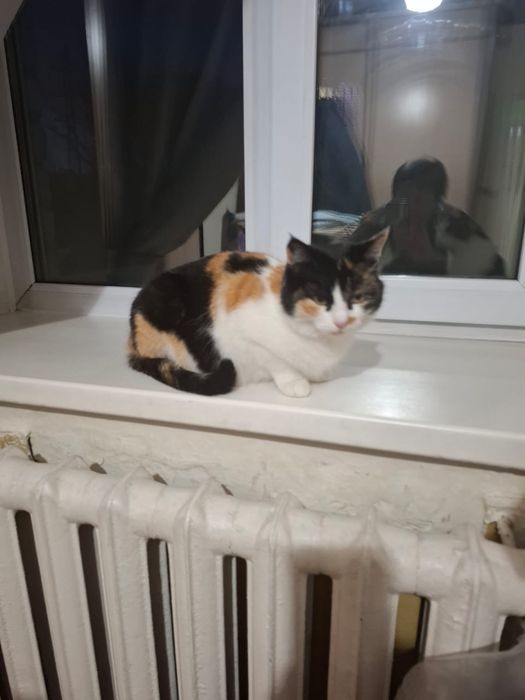 Отдам кошку в хорошие руки