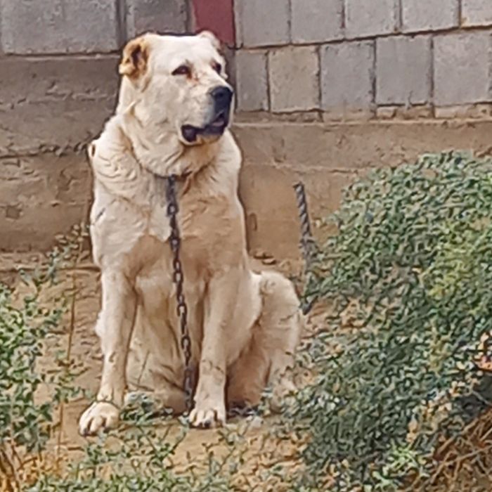 Ургашы сатылады.