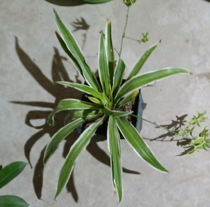 Хлорофитум в контейнере