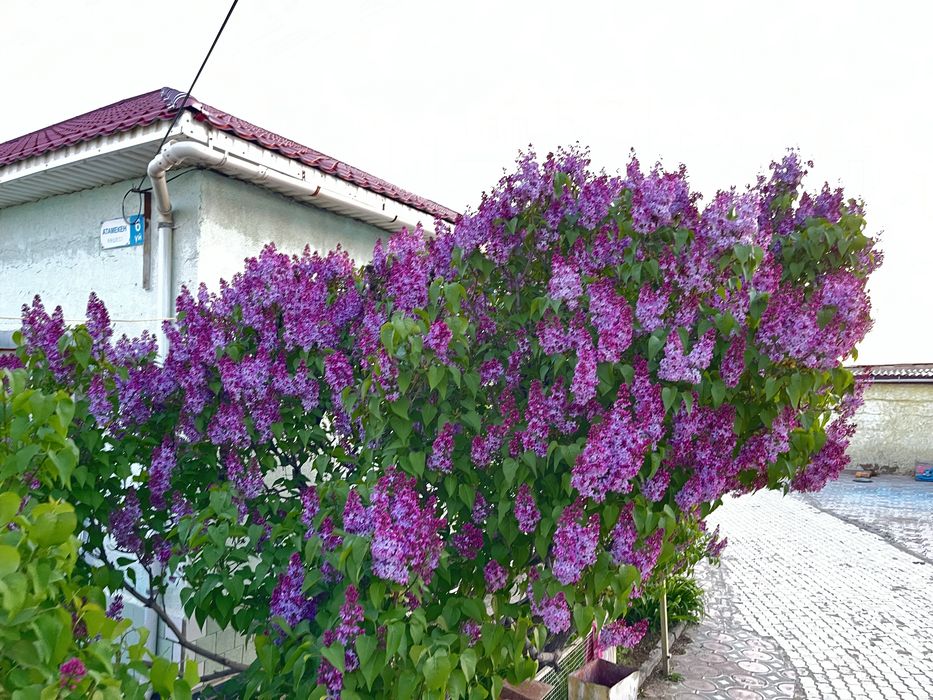 Сирен гүлдер цветы