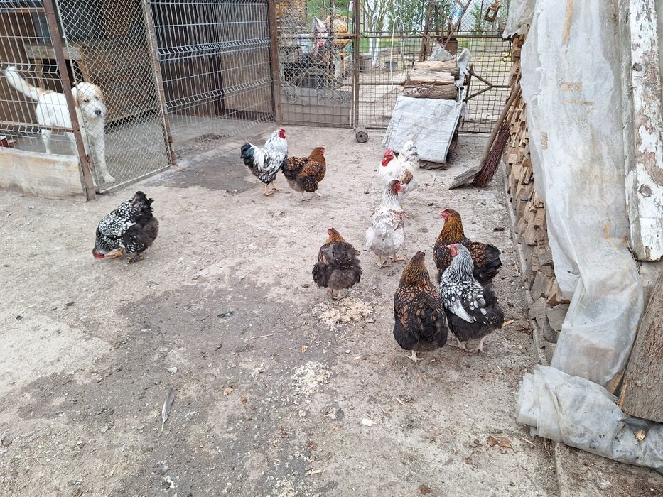 Vind găinii  wiadota și cocosi 150buc