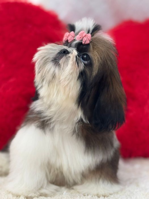 Ши-тцу кукольные девочки