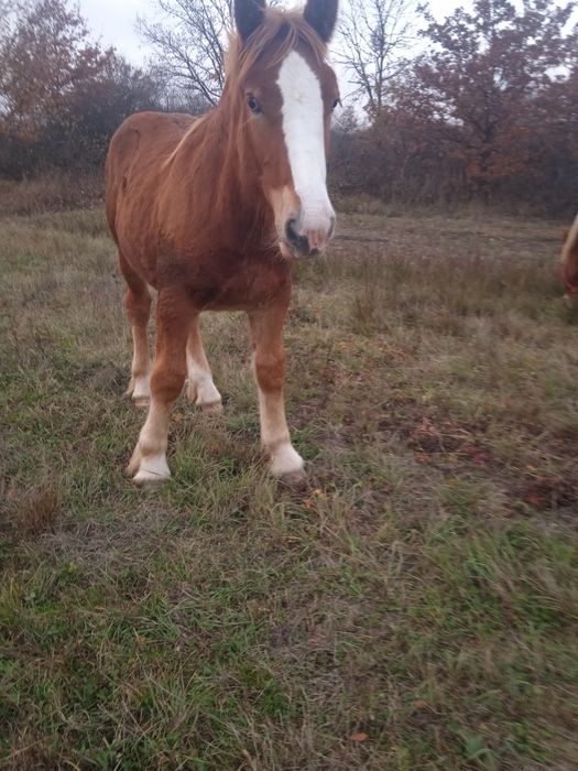 Vând mânz de 8 luni