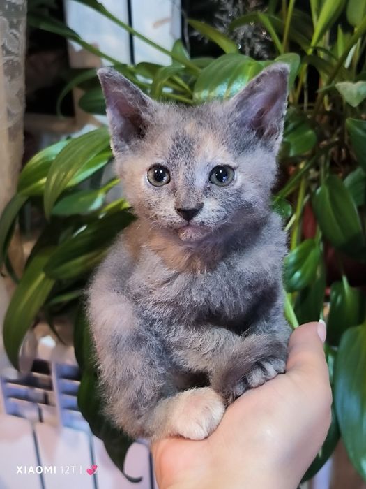 Отдам девочку котёнка,рожденую от сфинксов хорошие руки