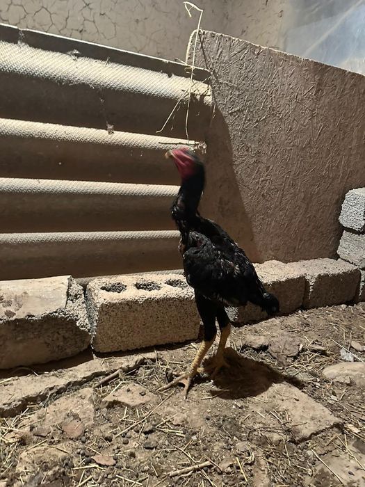 Дакан кораз сатылады