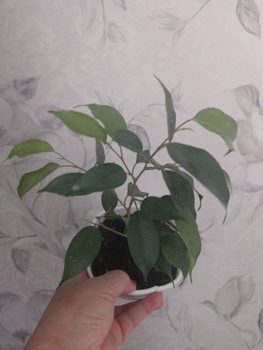 Фикусы и фуксии от 700тг